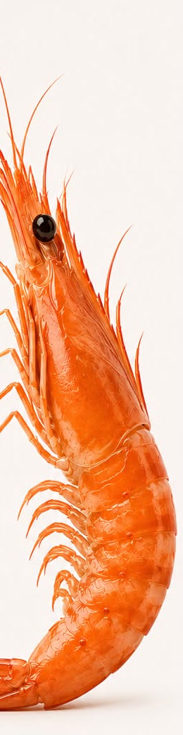 Bright orange prawn from the Anthera Rethink Protein campaign